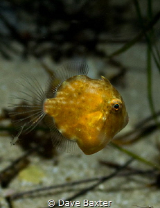 file fish and hitch hiker by Dave Baxter 